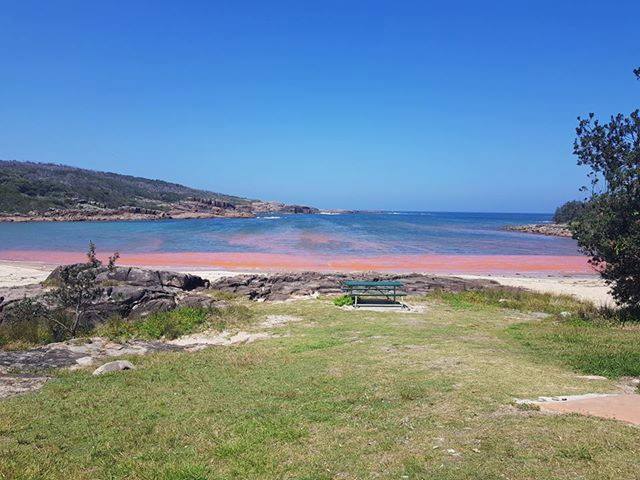Pictured: Kingsley Beach red tide by Laura Byrnes