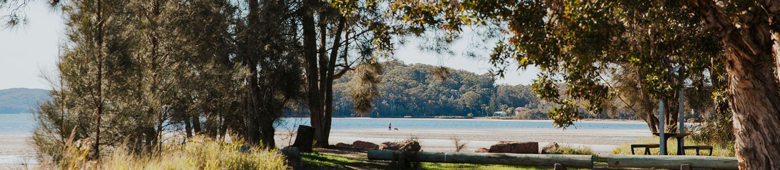 Image looking through trees at a foreshore  banner image