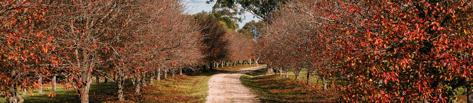 Image of trees in autumn with leaves falling over a driveway banner image