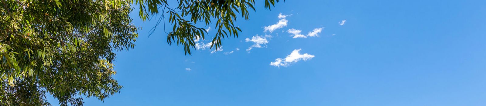 Image of the trees and a blue sky with a couple of clouds  banner image