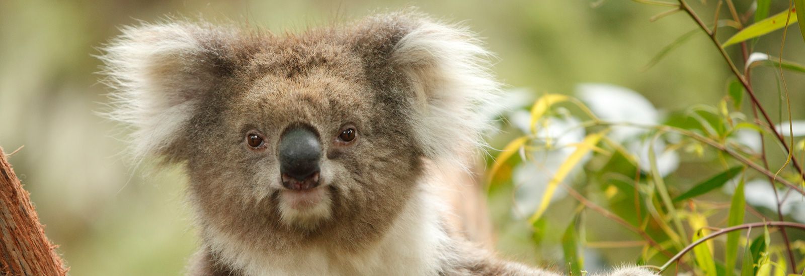 a koala eating a leaf banner image