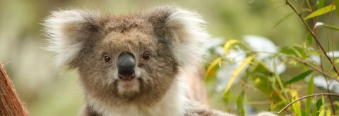 September is Save the Koala Month