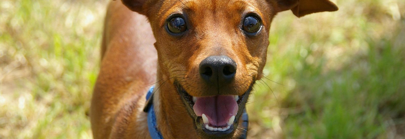brown dog smiling at camera banner image