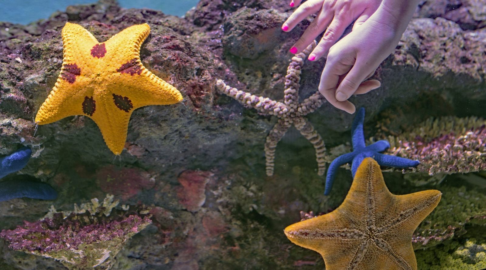 starfish on a rock banner image