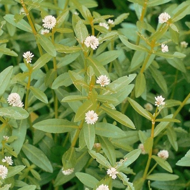 Alligator weed (Alternanthera philoxeroides)