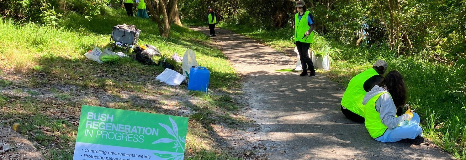 Volunteers conducting bush regeneration banner image