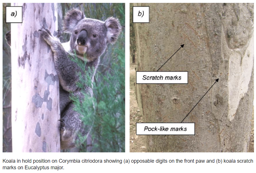 Koala scratchings diagram