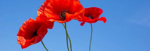 Remembrance Day Services