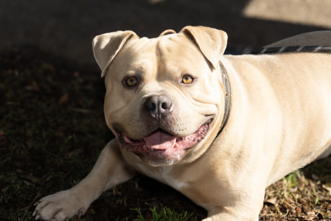 Port Stephens Council to change animal refuge provider