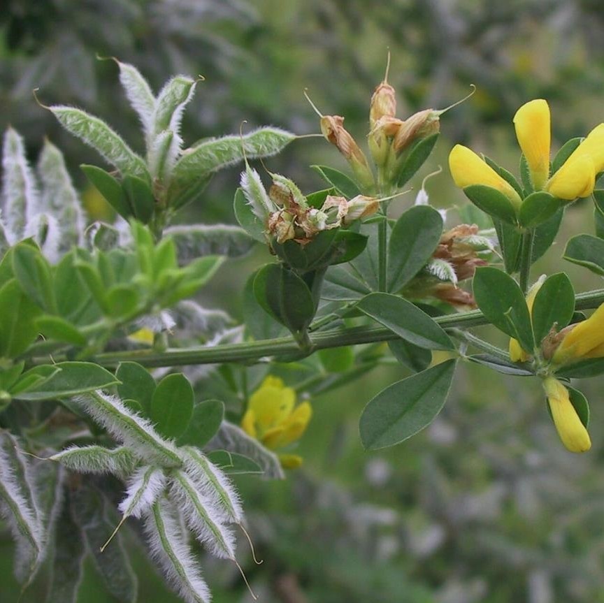 Cape broom (Genista monspessulana)