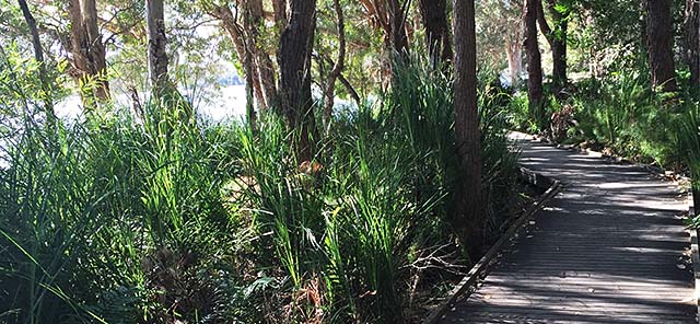 Tanilba Bay boardwalk