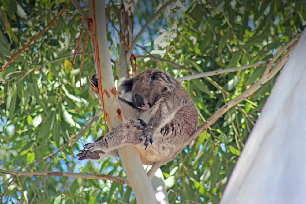 Koala in tree