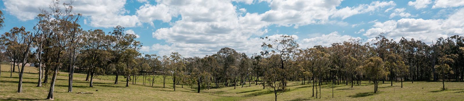 Image of trees through a valley banner image