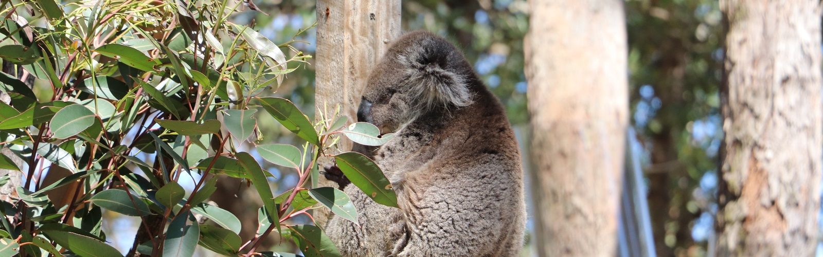 Koala Banner banner image