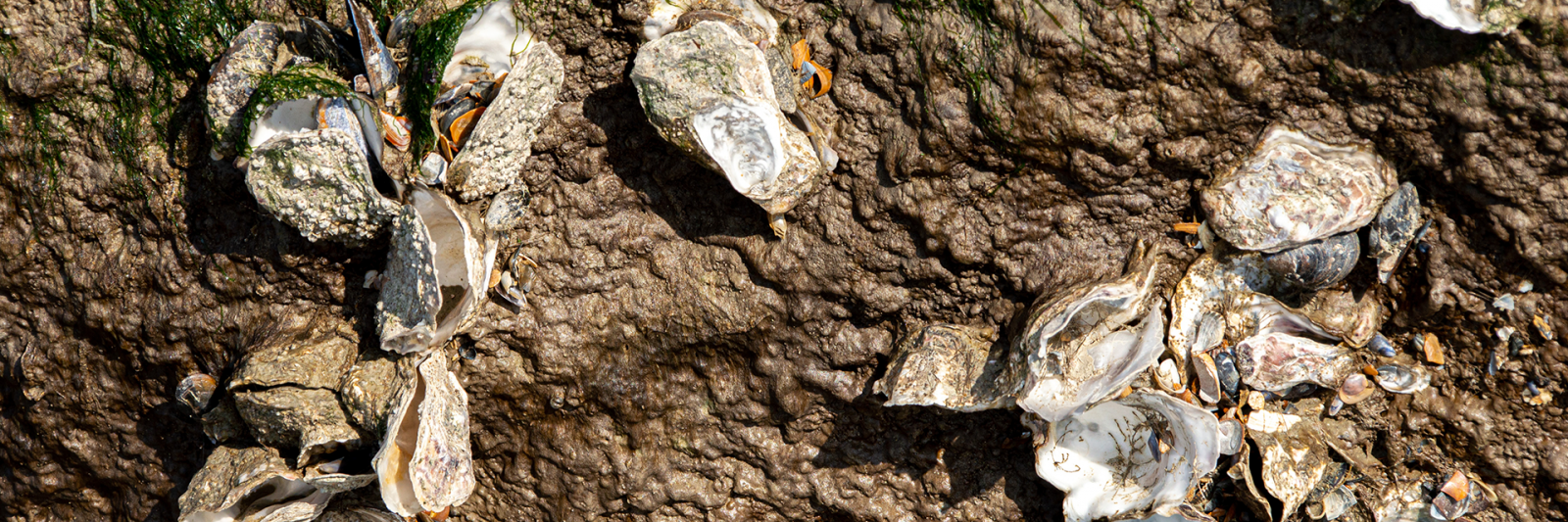 Sydney Rock Oysters  banner image