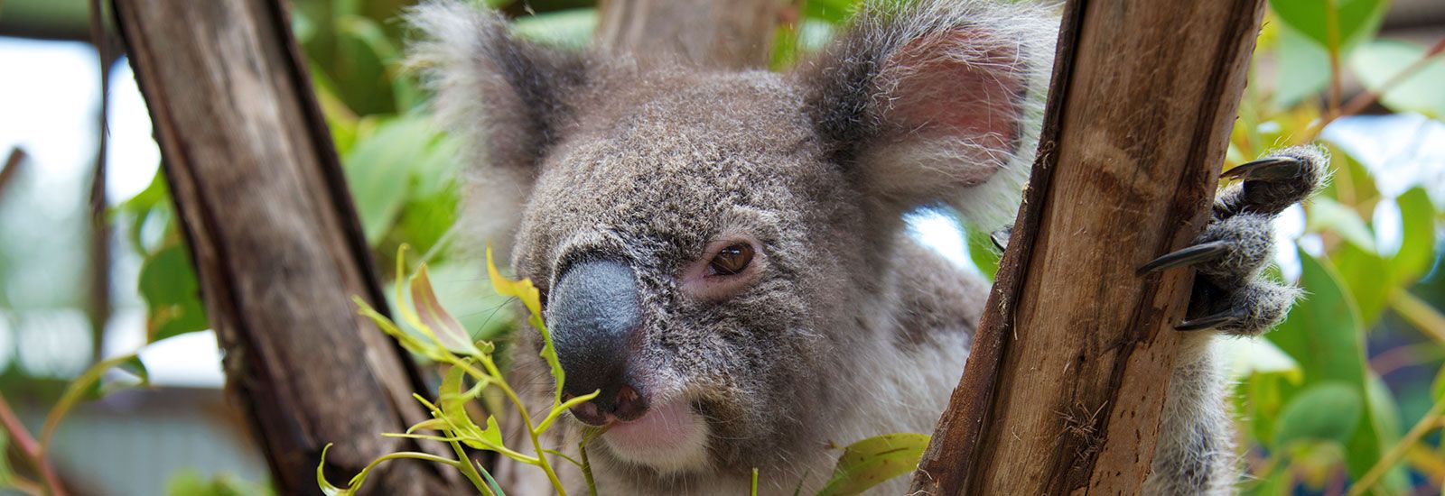 Koala protection in Port Stephens banner image