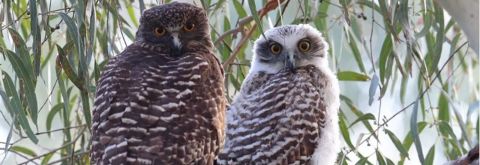 Powerful Owls in Port Stephens