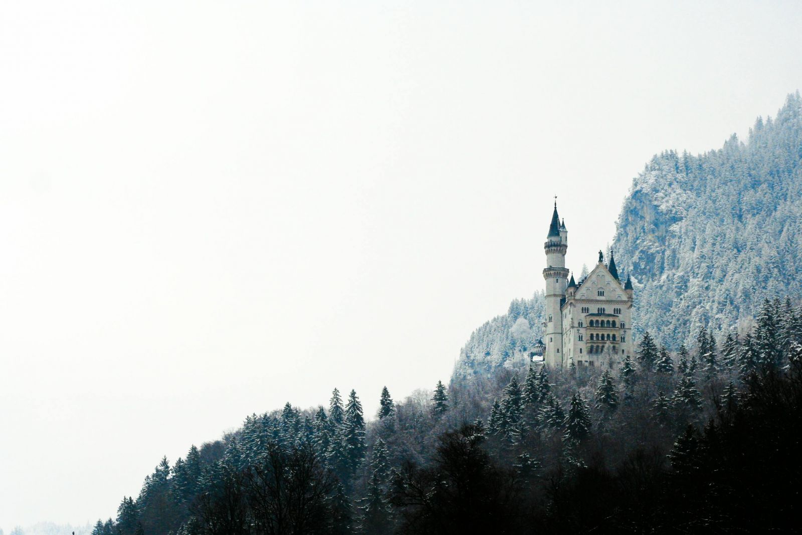 Castle in a forest banner image