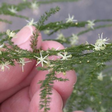Climbing asparagus fern (Asparagus plumosus)