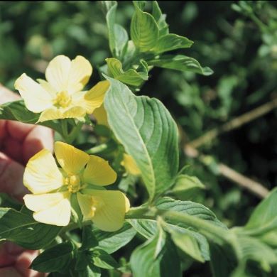 Ludwigia (Ludwigia peruviana)