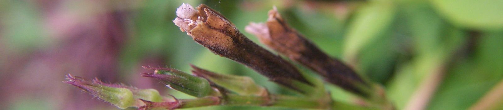 Close up photo of a weed against a natural green backdrop banner image