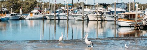 Port Stephens shoreline clean up