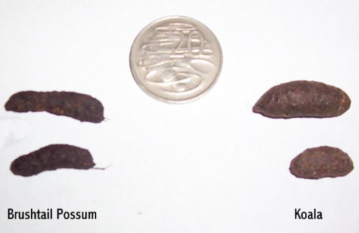 Koala and Possum scat comparison