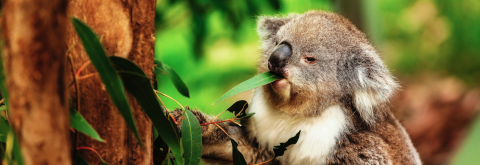 Comprehensive Koala Plan of Management (CKPoM)