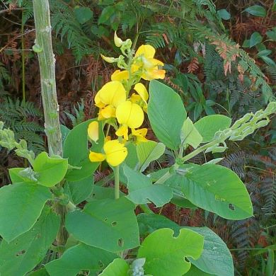 Rattlepod (Crotalaria beddomeana)
