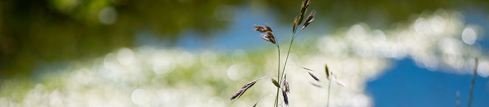 Image of a small plant growing up through a swamp  banner image