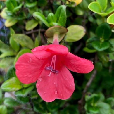 Coral creeper (Barleria repens)
