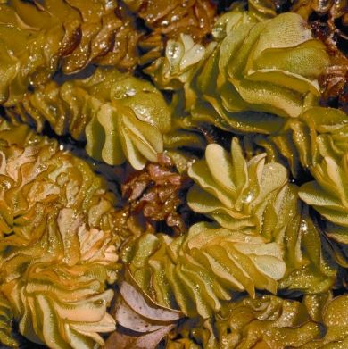 Salvinia (Salvinia molesta)