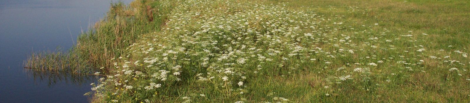 Image of a bank leading down to the water with weeds all over it banner image