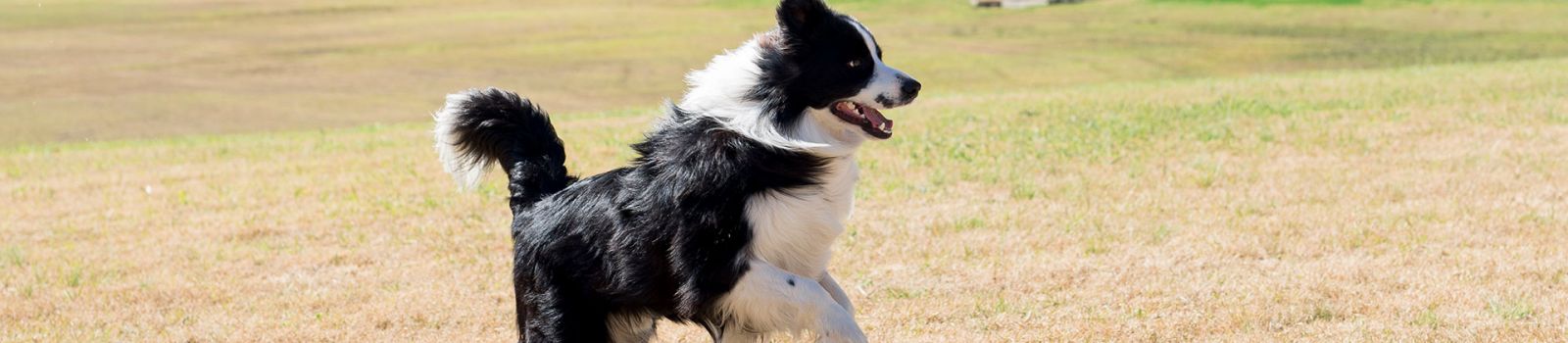 Photograph of a dog playing in a park banner image