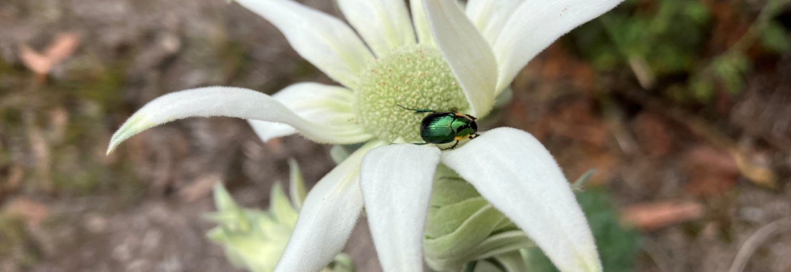 Image of beatle in flower banner image