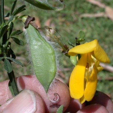 Scotch broom (Cytisus scoparius subsp. scoparius)