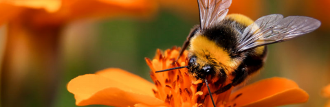 Port Stephens Seed Library helping local pollinators flourish
