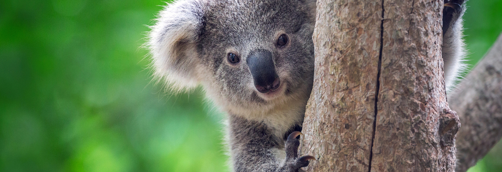 Koala in tree banner image