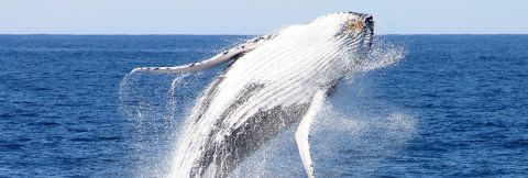 Whale Tales returns this Winter with a new guest speaker