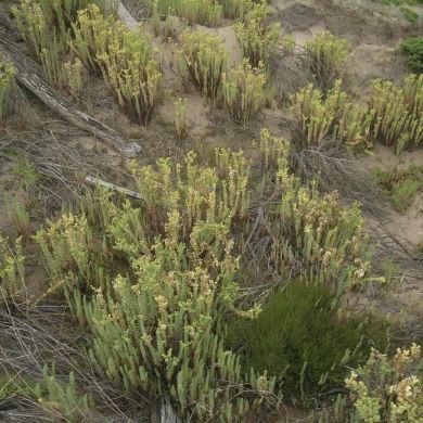 Sea spurge (Euphorbia paralias)