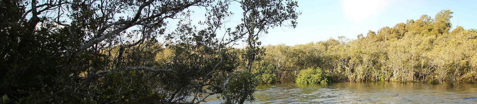 Image of the hunter estuary through the trees banner image