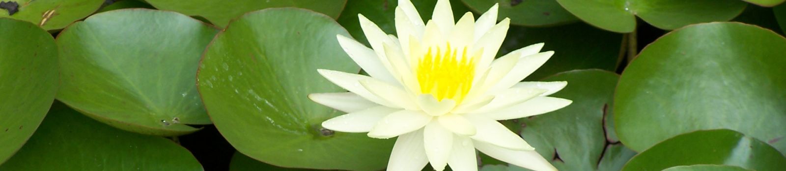 Photograph of plants in the water with a lovely yellow and white flower banner image