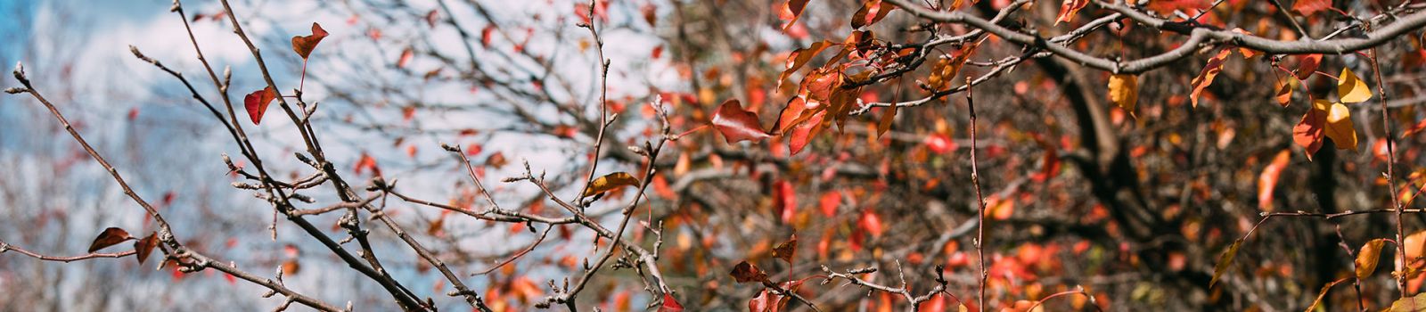 Autumn leaves blowing in front of a blue sky with clouds banner image