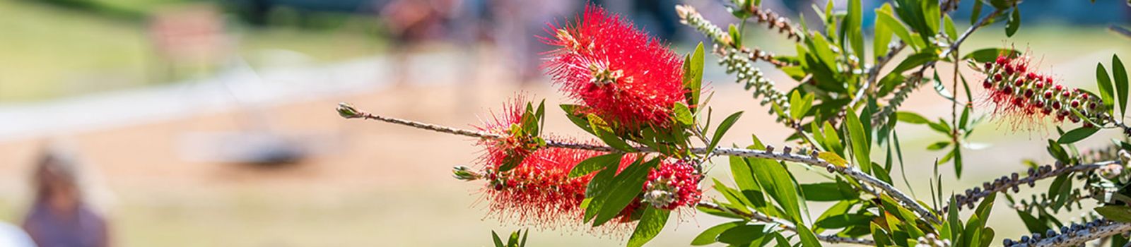 Close up photo of a red bottle brush over looking a park banner image