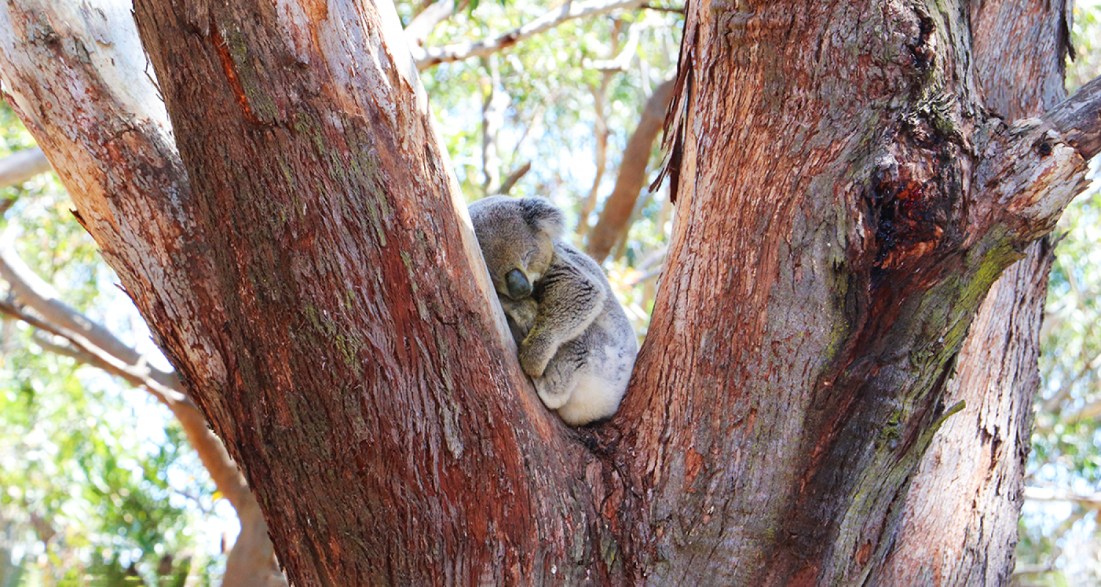 Koala_Crusader's _banner banner image