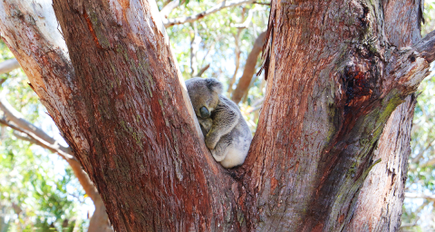 Port Stephens Koala Sanctuary calls for local Koala Crusaders