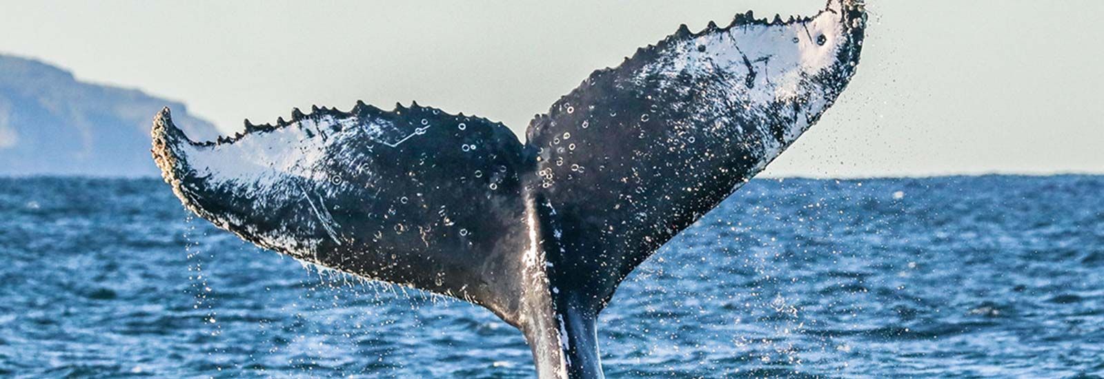 Whale Tale  banner image