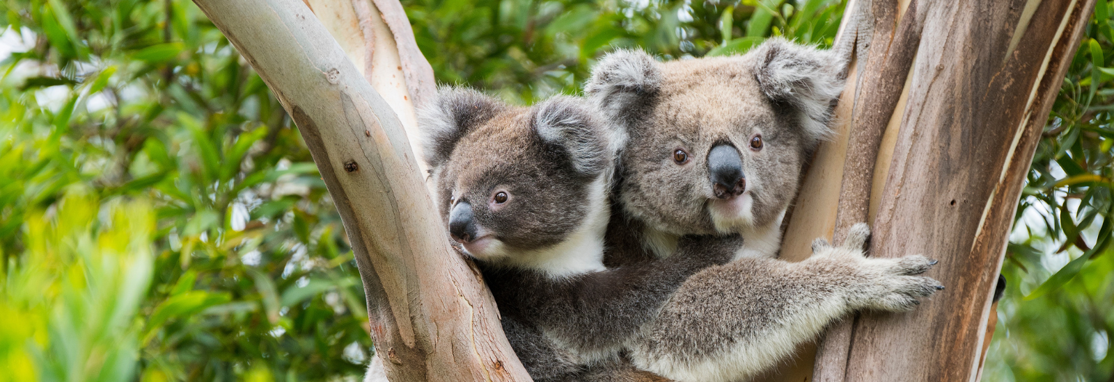 Two Koalas in a tree banner image