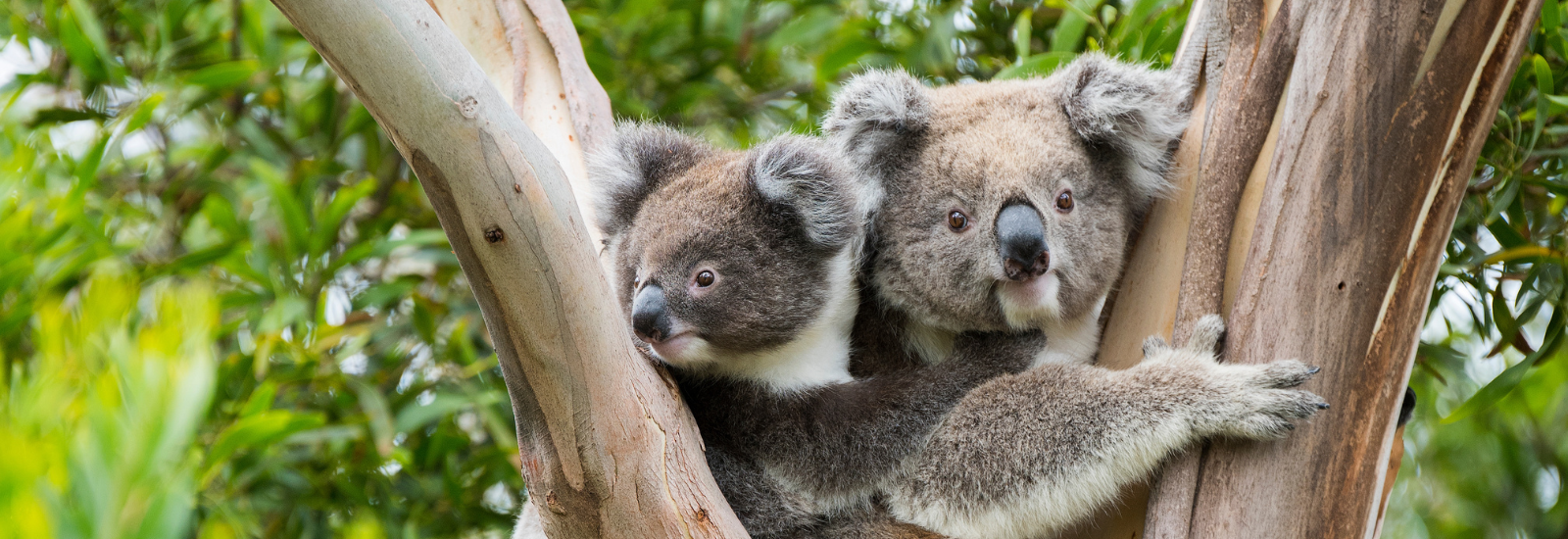 FAQ about koalas