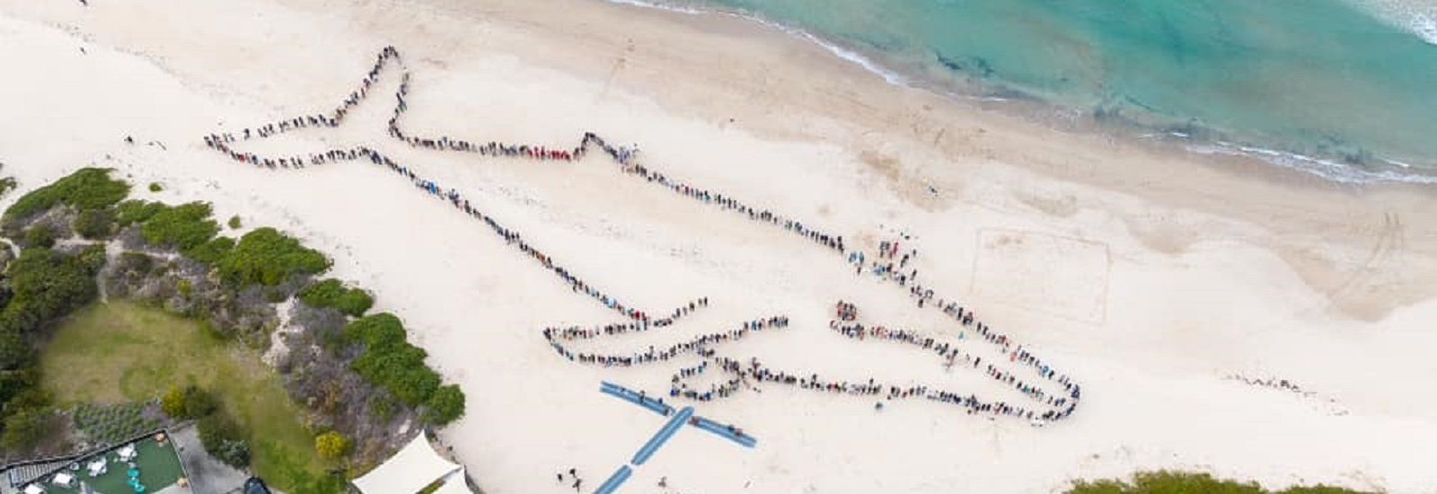 overhead image of whale outline created by people on the beach banner image